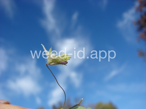 fluvellin, female
